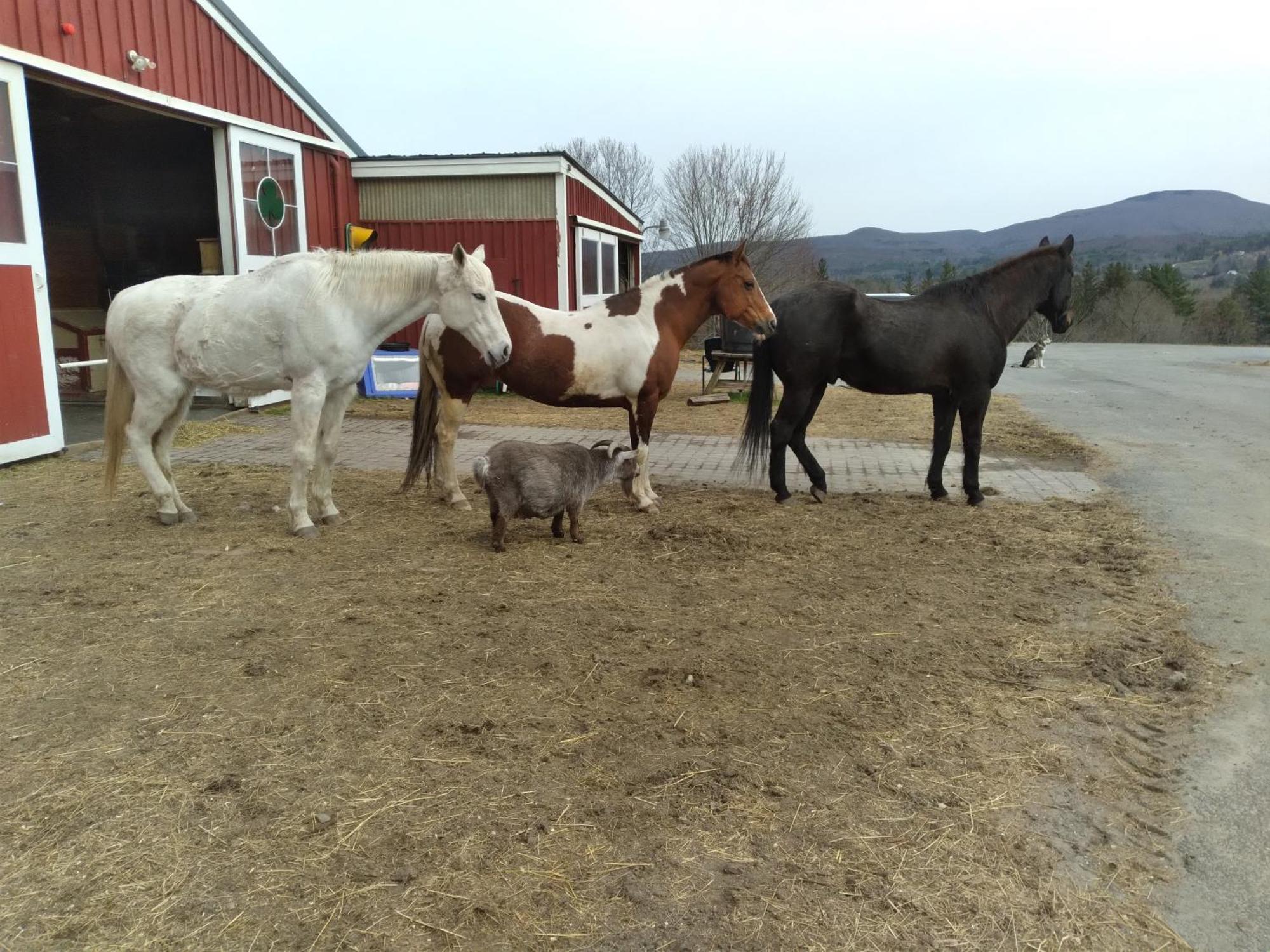 Clover Hill Farm & Country Inn 威廉斯敦 外观 照片